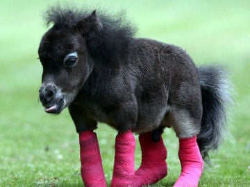 El pony tiene una malformación