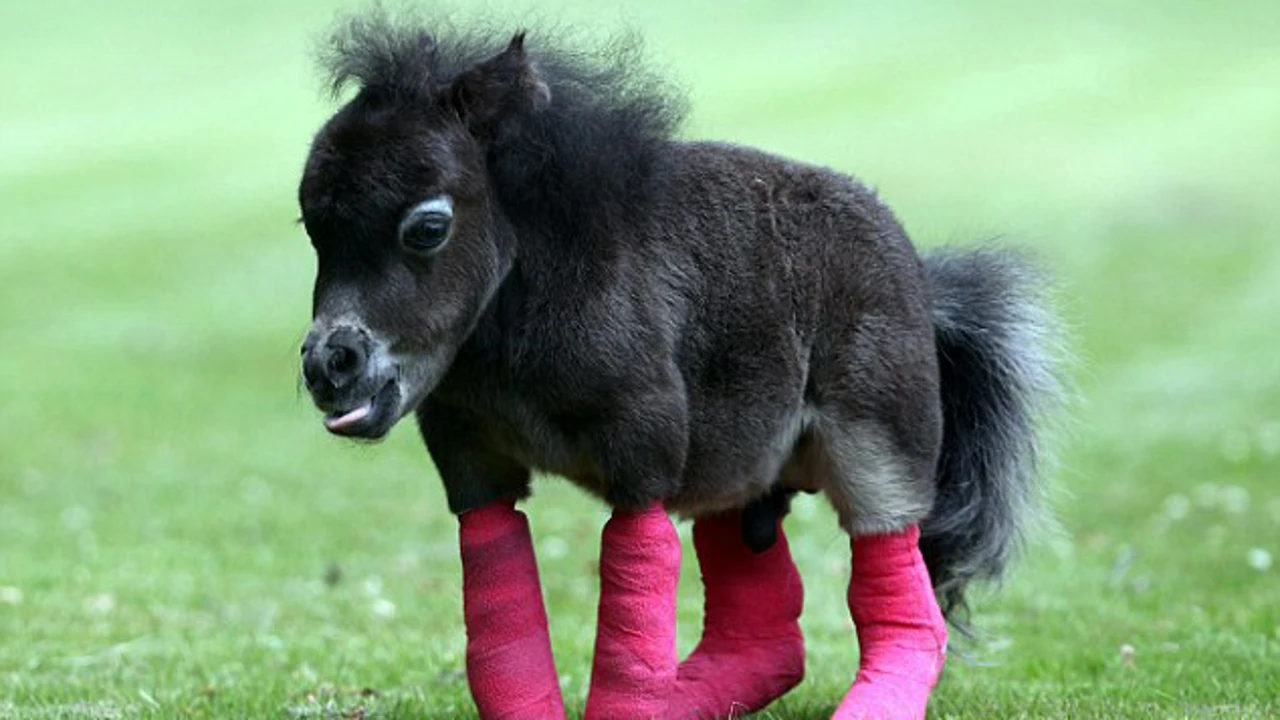 Lionel Green Street Propio debate La dueña de un mini pony pide ayuda para operarle de la malformación de sus  patas