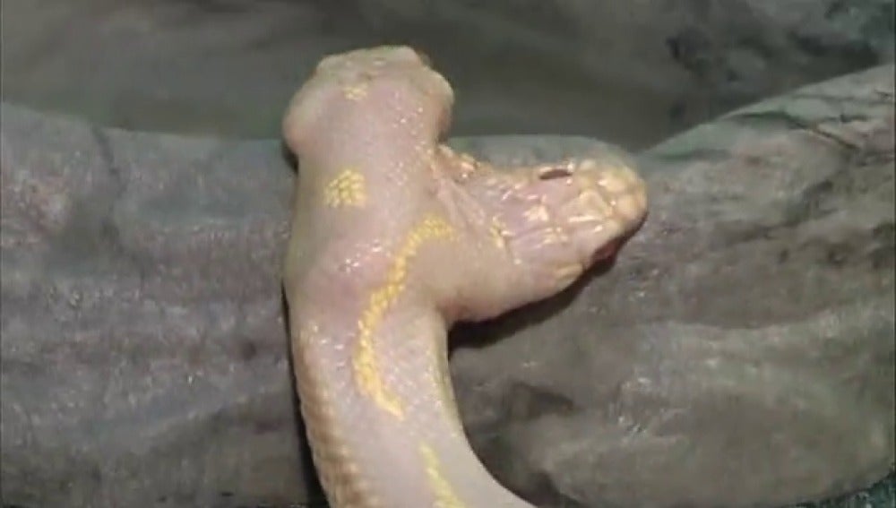 Serpiente albina de dos cabezas