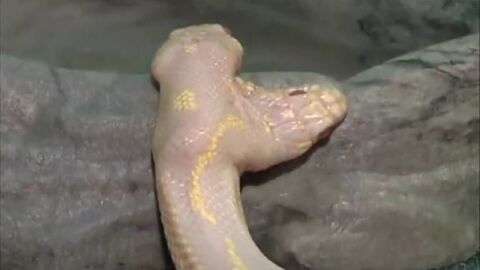 Serpiente albina de dos cabezas