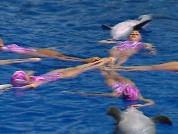 Natación sincronizada con delfines