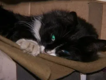 Cincuenta gatos custodian el Hermitage de Rusia Cincuenta gatos custodian el Hermitage de Rusia