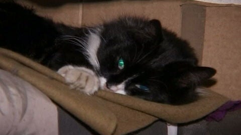 Cincuenta gatos custodian el Hermitage de Rusia 