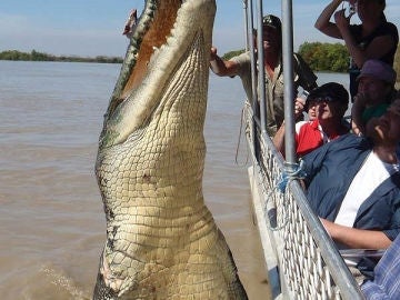 Brutus, el cocodrilo gigante Brutus, el cocodrilo gigante