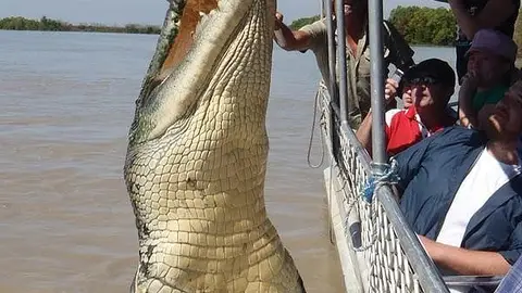 Brutus, el cocodrilo gigante Brutus, el cocodrilo gigante