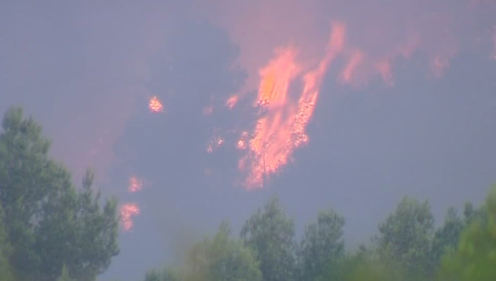 Incendio de un pinar en Llombai  