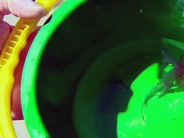 Un banco de medusas obliga a cerrar las playas de Orihuela Un banco de medusas obliga a cerrar las playas de Orihuela