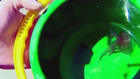 Un banco de medusas obliga a cerrar las playas de Orihuela Un banco de medusas obliga a cerrar las playas de Orihuela