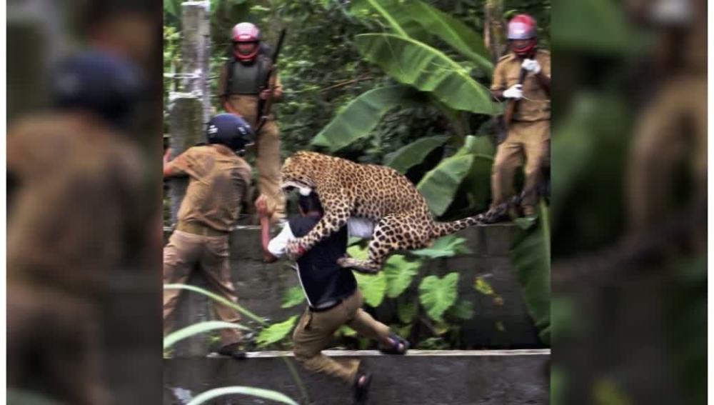 Un leopardo ha atacado a siete personas en la India