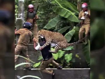 Un leopardo ha atacado a siete personas en la India Un leopardo ha atacado a siete personas en la India