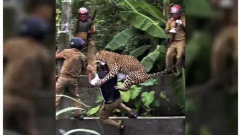 Un leopardo ha atacado a siete personas en la India Un leopardo ha atacado a siete personas en la India