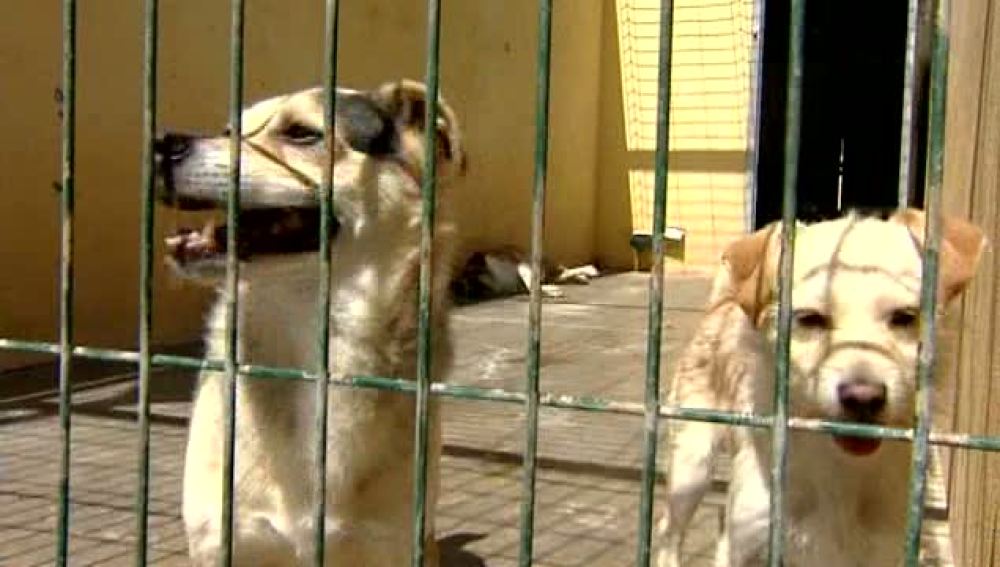Varios perros en una perrera