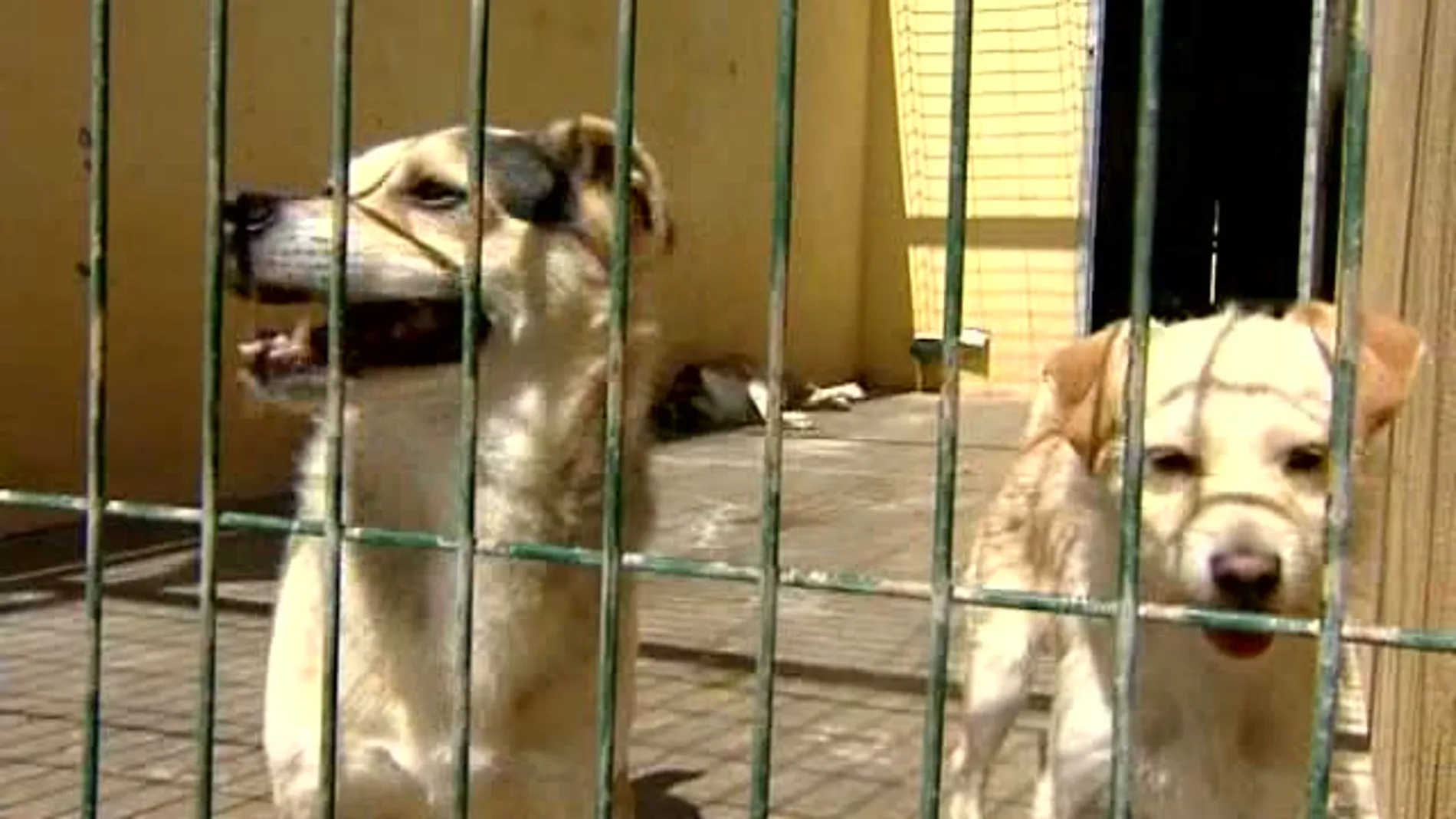 Varios perros en una perrera Varios perros en una perrera