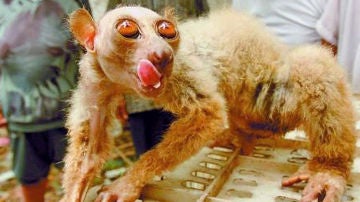 ¿Un alien o un mono?