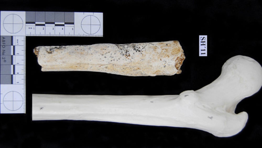 Fémur de 500.000 años hallado en Atapuerca