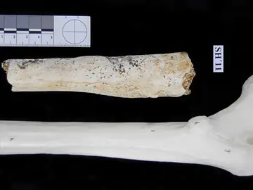 Fémur de 500.000 años hallado en Atapuerca Fémur de 500.000 años hallado en Atapuerca