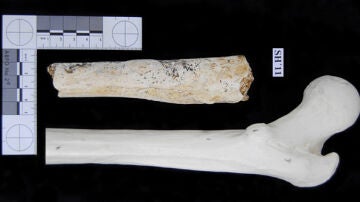 Fémur de 500.000 años hallado en Atapuerca
