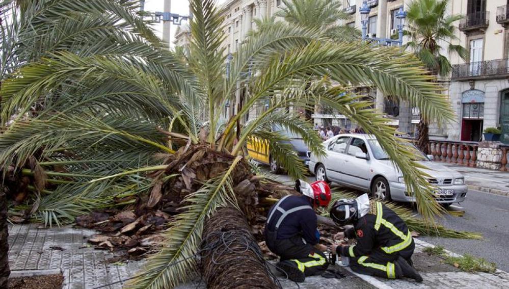 Una palmera caída en Barcelona