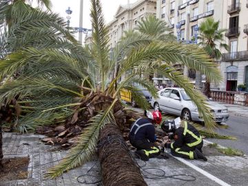 Una palmera caída en Barcelona