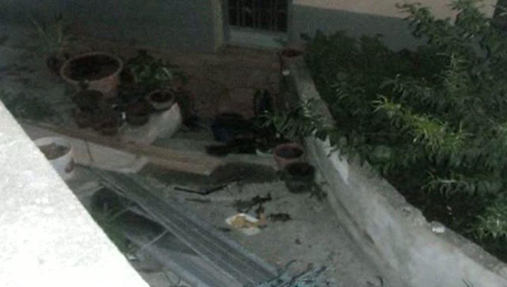 Plaga de ratas no dejan vivir a los vecinos de Punta del Hidalgo