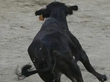 Una vaquilla durante un encierro Una vaquilla durante un encierro