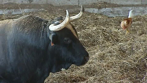 El toro 'Rat&oacute;n'