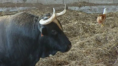 Ratón, el toro más cotizado de España, 'cobra' 10.000 euros