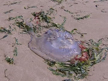 Las medusas alertan a los bañistas en Valencia