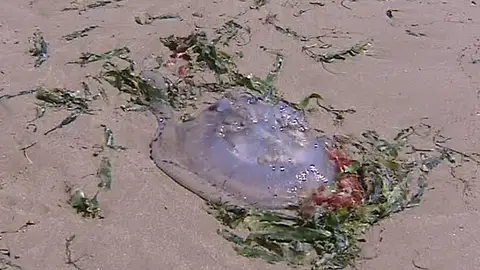 Las medusas alertan a los bañistas en Valencia Las medusas alertan a los bañistas en Valencia