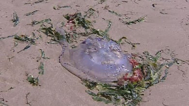 Dos bancos de medusas alertan a los bañistas en Valencia