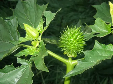 Una planta de estramonio en su estado natural Una planta de estramonio en su estado natural
