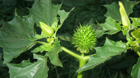 Una planta de estramonio en su estado natural