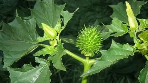 Una planta de estramonio en su estado natural Una planta de estramonio en su estado natural