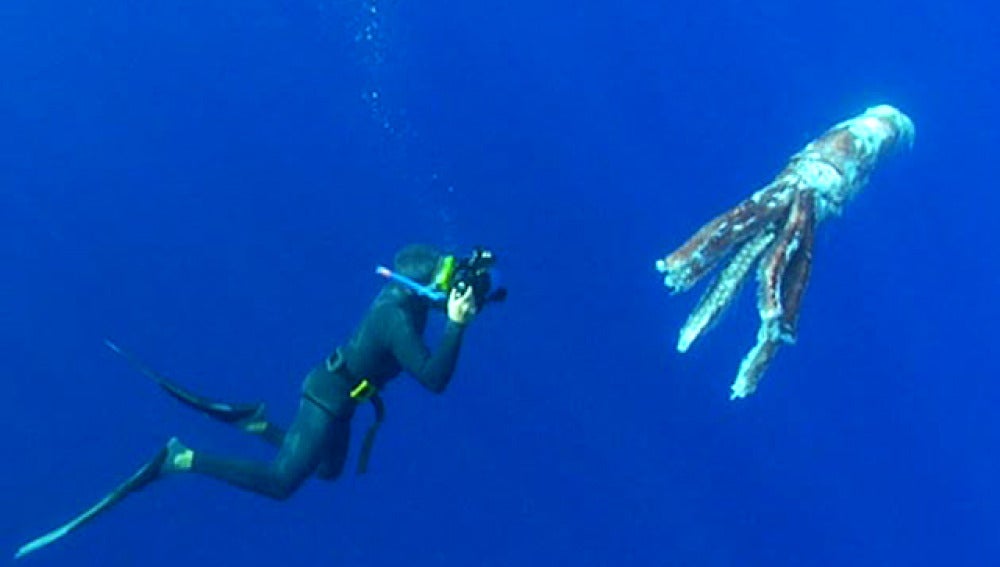 Encuentran un calamar gigante flotando en aguas de Tenerife