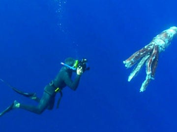 Encuentran un calamar gigante flotando en aguas de Tenerife Encuentran un calamar gigante flotando en aguas de Tenerife