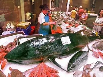 Un atún de más de 140 kilos en Bilbao Un atún de más de 140 kilos en Bilbao