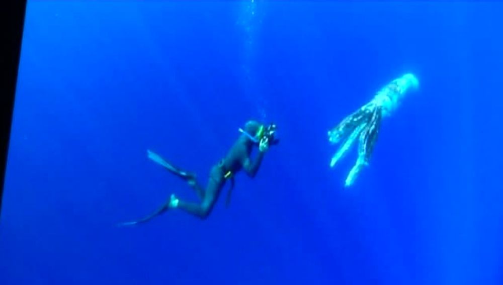 Encuentran un calamar gigante en aguas de Tenerife