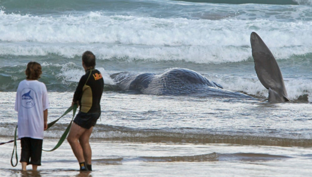 Cachalote hallado en Zarautz