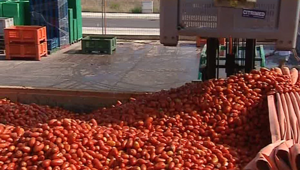 120 toneladas de tomates