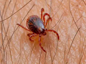 Garrapata Garrapata