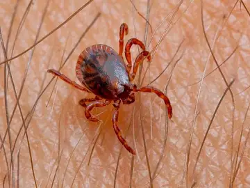 Garrapata Garrapata