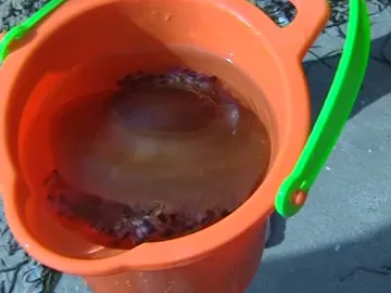 Las medusas invaden la costa alicantina Las medusas invaden la costa alicantina