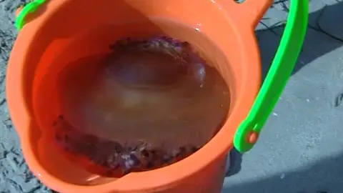 Las medusas invaden la costa alicantina Las medusas invaden la costa alicantina