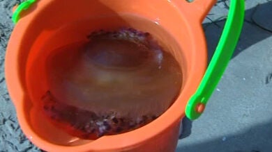 Las medusas invaden la playa alicantina de El Postiguet