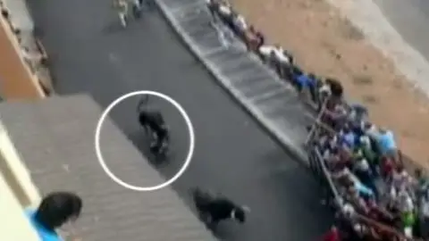 Muere un hombre corneado por un toro en los encierros de Molinicos Muere un hombre corneado por un toro en los encierros de Molinicos