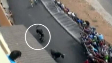 Muere un hombre corneado por un toro en los encierros de Molinicos