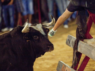 El toro Ratón en Sueca