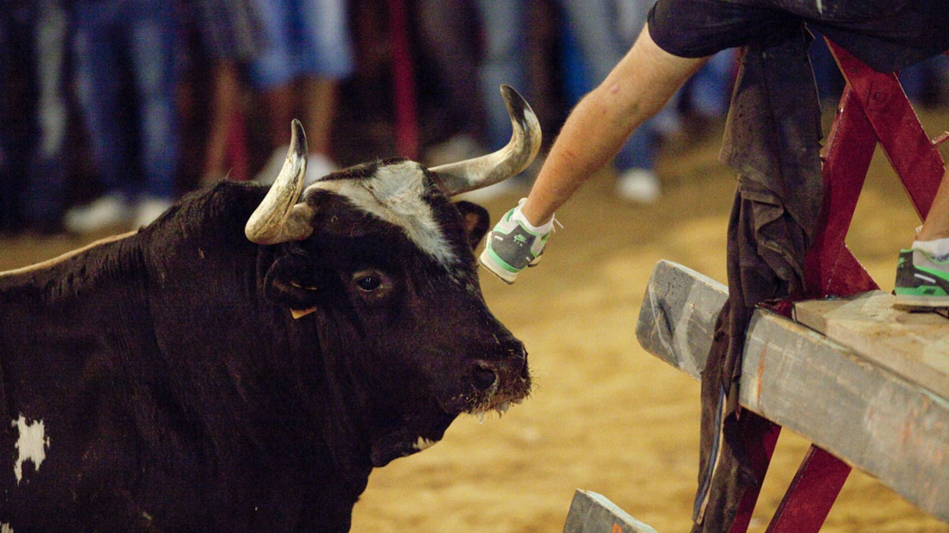 El toro Rat&oacute;n en Sueca