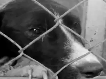 Maltrato animal Maltrato animal
