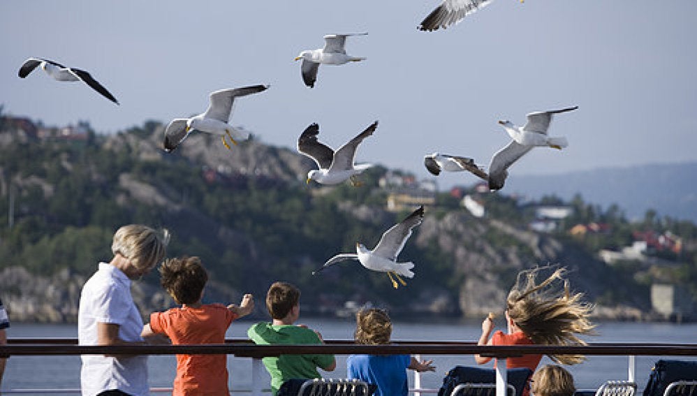 Una plaga de gaviotas invade el puerto de Vigo